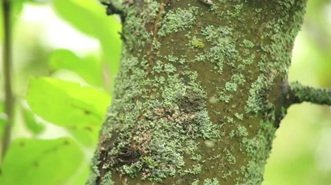 Apple tree bark, panorama camera Stock Footage 53104775