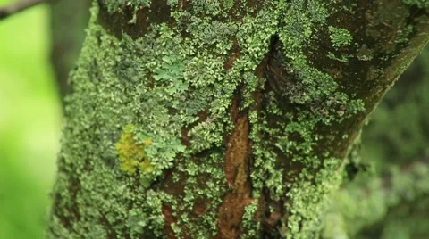 Apple tree bark, panorama camera Stock Footage 53104803