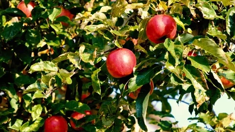 Apple Tree basket of apples on the tree Stock Footage 340902701