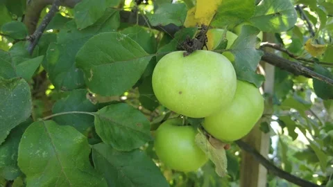 Apple tree. Beautiful ripe red apples fruits on tree background of sun. Ripe Stock Footage 159638554