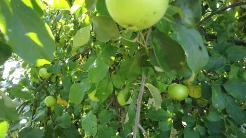 Apple tree. Beautiful ripe red apples fruits on tree background of sun. Ripe  Stock Footage 159638589