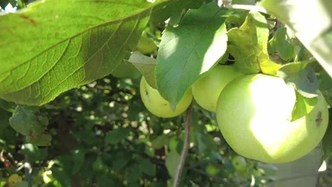 Apple tree. Beautiful ripe red apples fruits on tree background of sun. Ripe Stock Footage 159638623