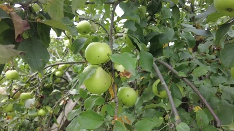 Apple tree. Beautiful ripe red apples fruits on tree background of sun. Ripe  Stock Footage 159638666