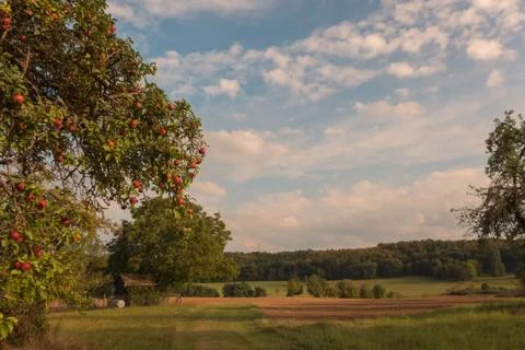 An apple tree below a cloudy autumn sky Stock Photos
