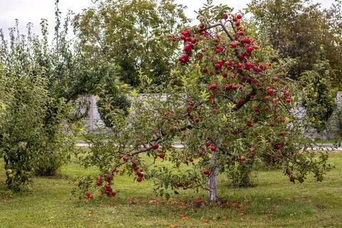 Apple tree bending with ripe red fruit in a sunny garden scene Stock Photos