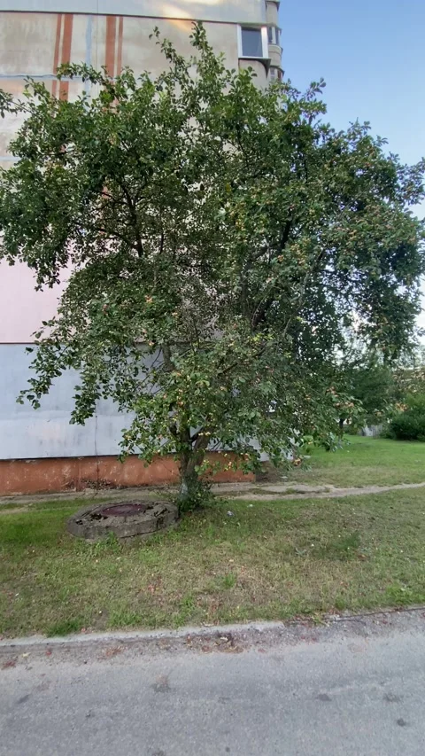 An apple tree beside the road. Vertical video Stock Footage 281178392