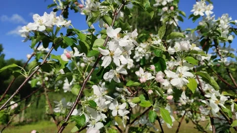 Apple tree in bloom 2 Stock Footage 335492727