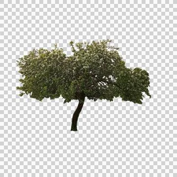 Apple tree in bloom and with lush foliage Stock Photos