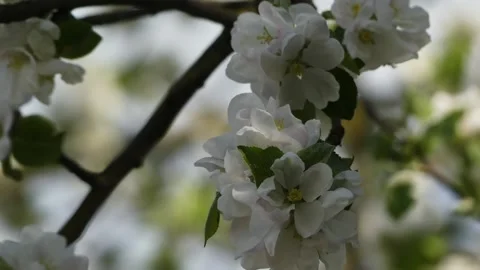 Apple tree in bloom. Apple is edible fruit produced by apple tree (Malus dome Stock Footage 167181147