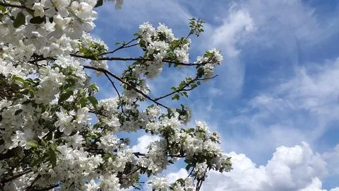 Apple tree in bloom. Apple tree blossom. Blooming apple tree branches Stock Photos