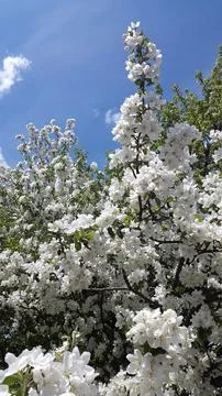 Apple tree in bloom. Apple tree blossom. Blooming apple tree branches Stock Photos