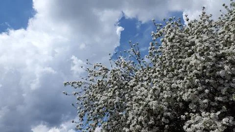 Apple tree in bloom. Apple tree blossom. Blooming apple tree branches Stock Photos