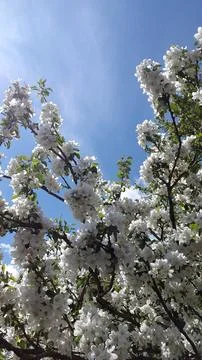 Apple tree in bloom. Apple tree blossom. Blooming apple tree branches Stock Photos