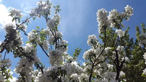 Apple tree in bloom. Apple tree blossom. Blooming apple tree branches Stock Photos