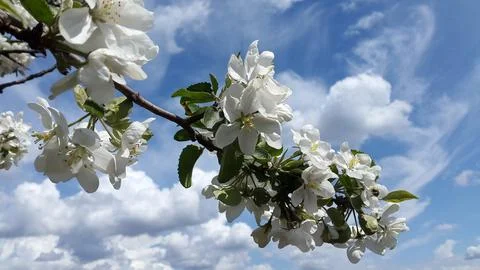 Apple tree in bloom. Apple tree blossom. Blooming apple tree branches Stock Photos