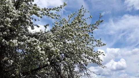 Apple tree in bloom. Apple tree blossom. Blooming apple tree Stock Photos