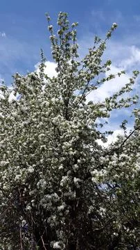 Apple tree in bloom. Apple tree blossom. Blooming apple tree branches Foto stock