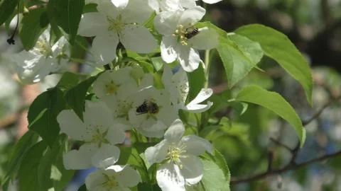 Apple tree in bloom. bee on flower Foto stock