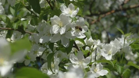 Apple tree in bloom. bee on flower Stock Photos
