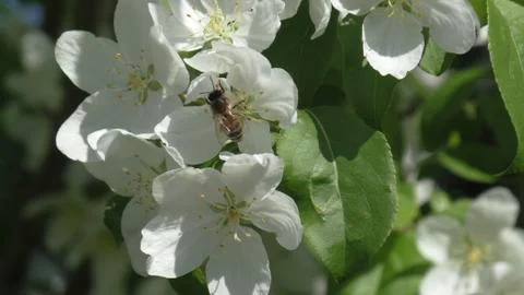 Apple tree in bloom. bee on flower Foto stock