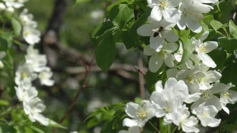 Apple tree in bloom. bee on flower Stock Photos