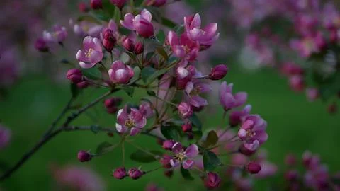 Apple tree in bloom - bright pink flowers and buds on a green background. Stock Photos