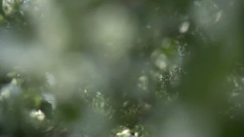 Apple tree in bloom changing focus video Stock-Footage 87088368