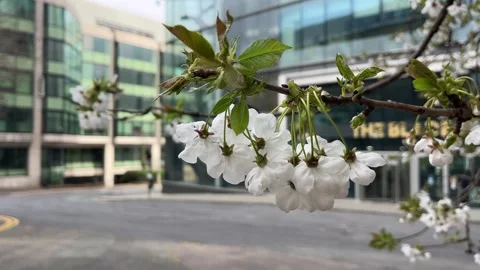 Apple tree in bloom in the city in the UK Video stock 332069825