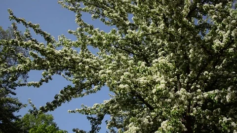 Apple tree in bloom, flowering tree - spring in the city. Stock Footage 114968425