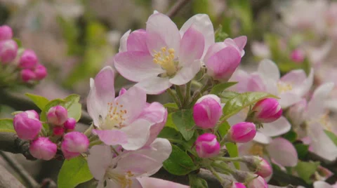 Apple tree in bloom Video stock 31209290