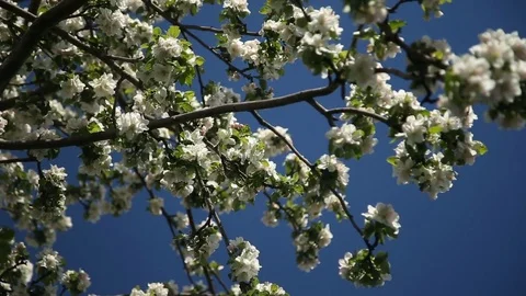 Apple-tree in bloom Stock Footage 75821764