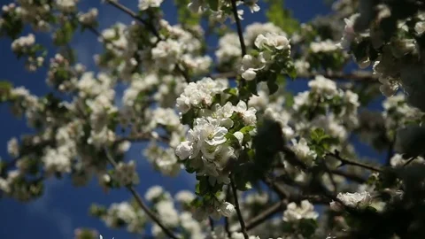 Apple-tree in bloom Stock Footage 75821807