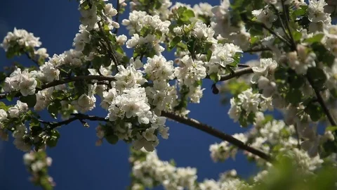 Apple-tree in bloom Stock Footage 75821852