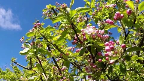 Apple tree in bloom Stock Footage 77887003