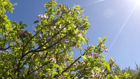 Apple tree in bloom Stock Footage 77887319