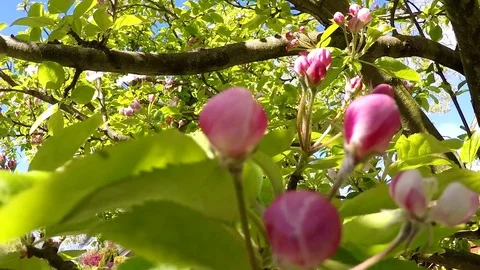 Apple tree in bloom Stock Footage 77895554