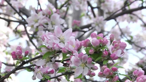 Apple-tree in bloom Stock Footage 88285873