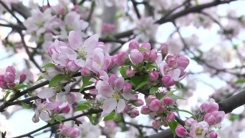 Apple-tree in bloom Stock Footage 88292593