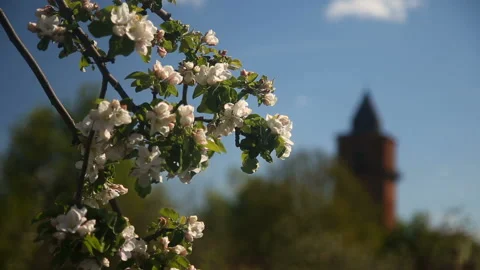 Apple-tree in bloom Stock Footage 89747945