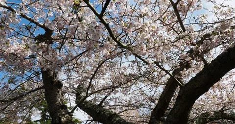 Apple tree bloom Stock Footage 127711659