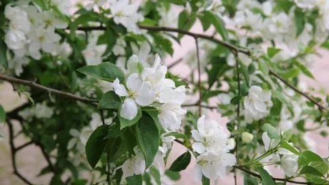 Apple tree bloom Stock Footage 131173113