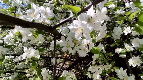 The apple tree is in bloom. Stock Footage 196803674
