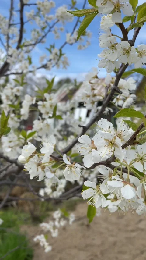 Apple tree in bloom Stock-Footage 241296965