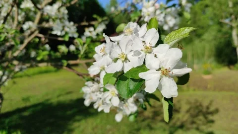 Apple tree in bloom Stock Footage 335492656