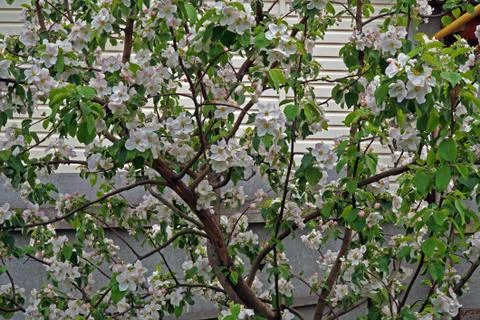 Apple tree bloom in the garden Stock Photos