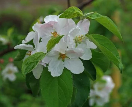 Apple tree bloom in the garden Stock Photos