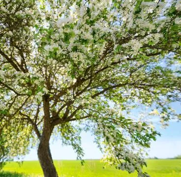 Apple tree in bloom in the garden Stock Photos