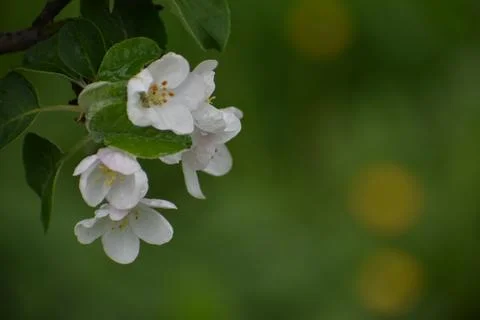 An apple tree in bloom in the garden Stock Photos