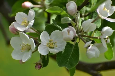 An apple tree in bloom in the garden Stock Photos