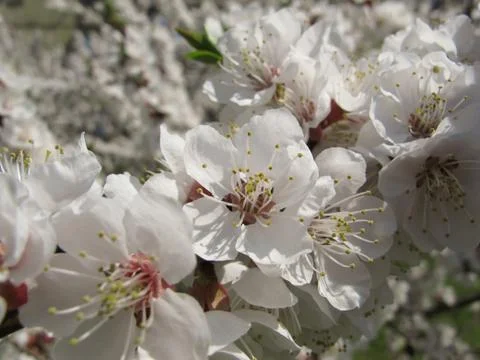 Apple tree in bloom Stock Photos